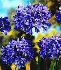 AGAPANTHUS Blue AGAPANTHUS Blue