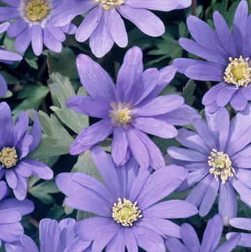 ANEMONE Blanda Blue Shades ANEMONE Blanda Blue Shades