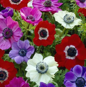 ANEMONE De Caen Mixed ANEMONE De Caen Mixed