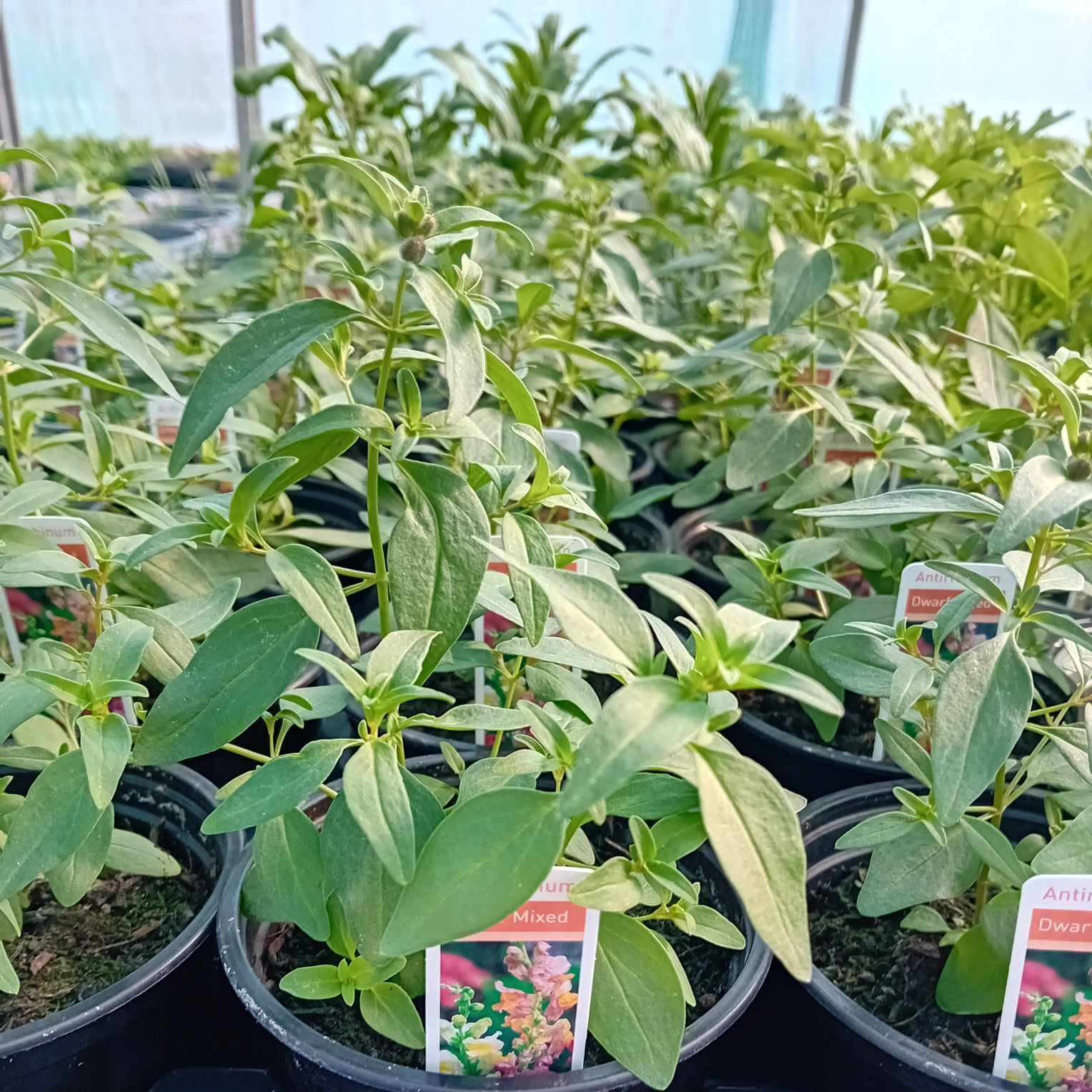 ANTIRRHINUM F1 Floral Showers Bi-colour ANTIRRHINUM F1 Floral Showers Bi-colour