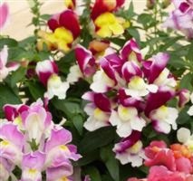ANTIRRHINUM F1 Floral Showers Bi-colour ANTIRRHINUM F1 Floral Showers Bi-colour