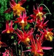AQUILEGIA Tequila Sunrise AQUILEGIA Tequila Sunrise