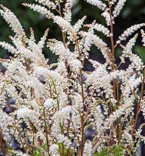 ARUNCUS Noble Spirits ARUNCUS Noble Spirits