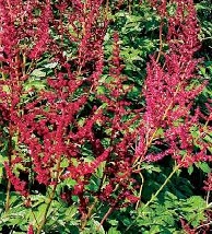 ASTILBE Red Charm ASTILBE Red Charm