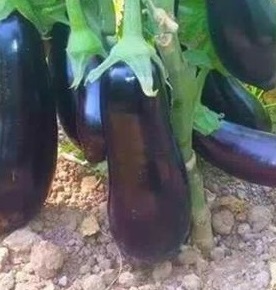 AUBERGINE F1 Bonica AUBERGINE F1 Bonica