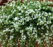 BACOPA Snowtopia BACOPA Snowtopia