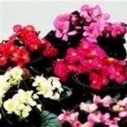 BEGONIA Devils Delight Mixed BEGONIA Devils Delight Mixed