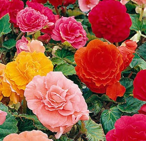 BEGONIA Large Flowered Pendulous BEGONIA Large Flowered Pendulous