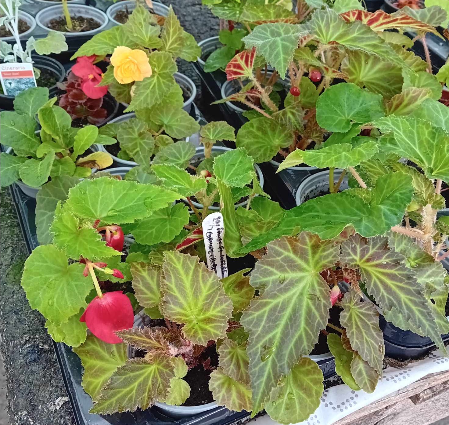 BEGONIA Large Flowered Pendulous BEGONIA Large Flowered Pendulous
