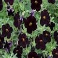 CALIBRACHOA Can Can Black Cherry CALIBRACHOA Can Can Black Cherry