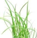 CHIVES Garlic Chives CHIVES Garlic Chives
