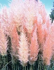PAMPASS GRASS Pink Feather PAMPASS GRASS Pink Feather