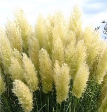 PAMPASS GRASS White Feather PAMPASS GRASS White Feather