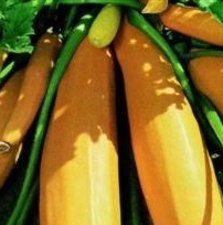 COURGETTE F1 Atena COURGETTE F1 Atena