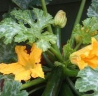 COURGETTE F1 Midnight COURGETTE F1 Midnight