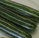 COURGETTE F1 Safari COURGETTE F1 Safari