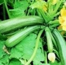 COURGETTE Green Bush COURGETTE Green Bush