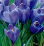 CROCUS Large Flowered Blue CROCUS Large Flowered Blue