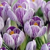 CROCUS Large Flowered Striped CROCUS Large Flowered Striped