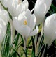 CROCUS Large Flowered White CROCUS Large Flowered White