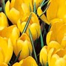 Crocus - Large Flowered Yellow Crocus - Large Flowered Yellow
