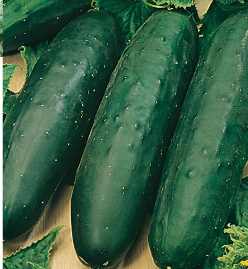 CUCUMBER Marketmore CUCUMBER Marketmore