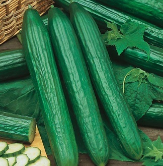 CUCUMBER Telegraph Improved CUCUMBER Telegraph Improved