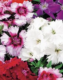 DIANTHUS Ipswich Pinks DIANTHUS Ipswich Pinks