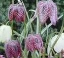 FRITILLARIA Meleagris FRITILLARIA Meleagris