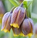 FRITILLARIA Uva Vulpis FRITILLARIA Uva Vulpis