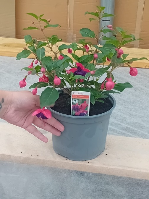 FUCHSIA Peachy FUCHSIA Peachy