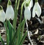 Snowdrop Nivalis (common Snowdrop) Snowdrop Nivalis (common Snowdrop)