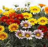GAZANIA F1 Frosty Kiss GAZANIA F1 Frosty Kiss