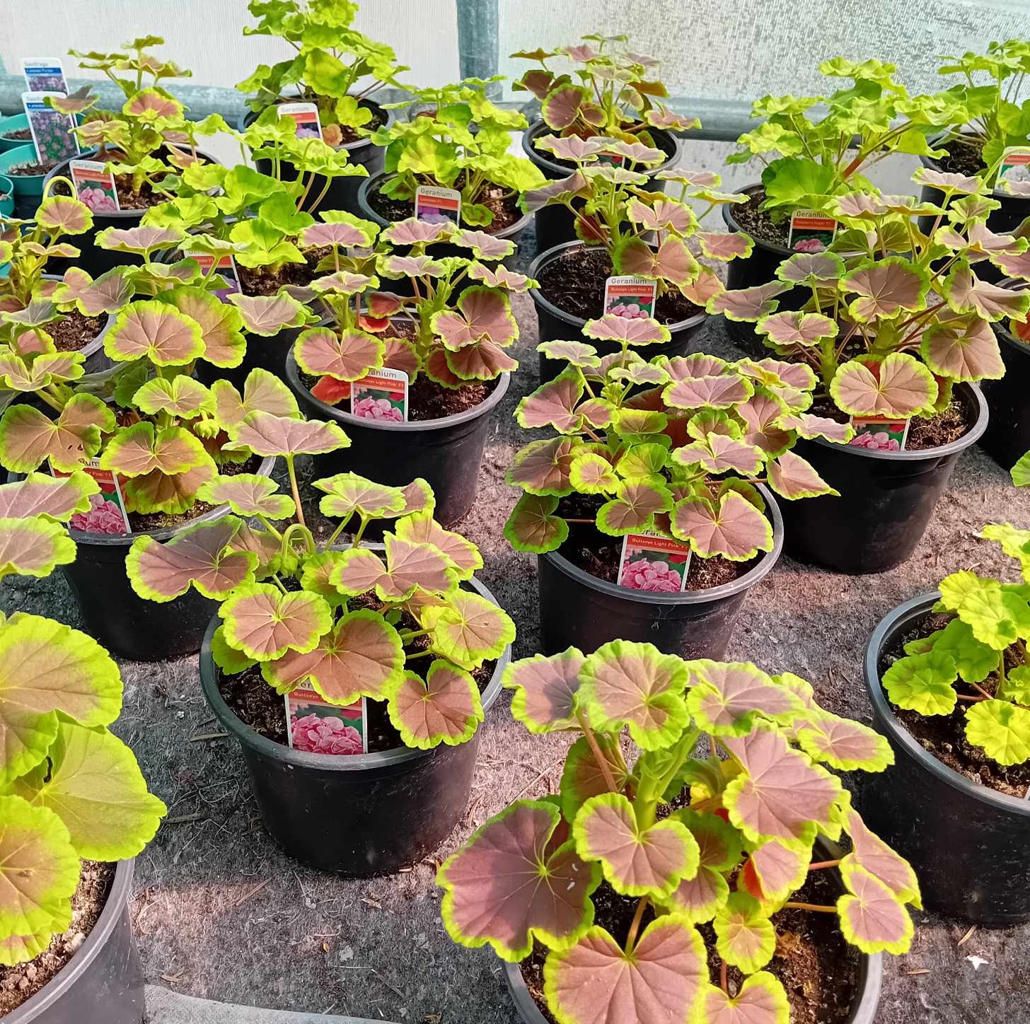 GERANIUM F1 Bulls Eye Cherry GERANIUM F1 Bulls Eye Cherry