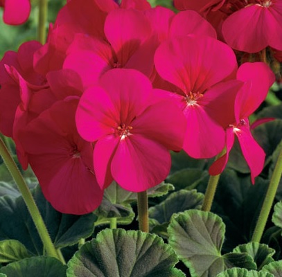 GERANIUM F1 Bulls Eye Cherry GERANIUM F1 Bulls Eye Cherry