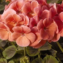 GERANIUM F1 Bulls Eye Salmon GERANIUM F1 Bulls Eye Salmon