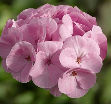 GERANIUM F1 Bulls Eye Light Pink GERANIUM F1 Bulls Eye Light Pink