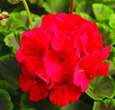 GERANIUM F1 Bulls Eye Red GERANIUM F1 Bulls Eye Red