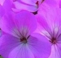 GERANIUM F1 Horizon Lavender GERANIUM F1 Horizon Lavender