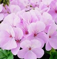 Geranium F1 Maverick Appleblossom Geranium F1 Maverick Appleblossom