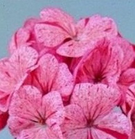 GERANIUM F1 Raspberry Ripple GERANIUM F1 Raspberry Ripple