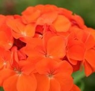 GERANIUM F2 Spirit Orange GERANIUM F2 Spirit Orange