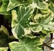 IVY Gold Child IVY Gold Child