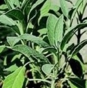SAGE Common SAGE Common