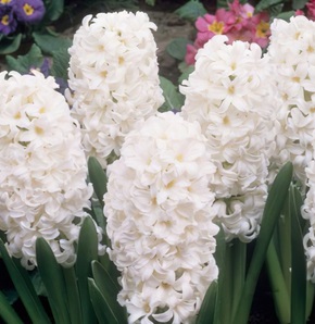 HYACINTH Carnegie (13cm Pot With 3 Bulbs) HYACINTH Carnegie (13cm Pot With 3 Bulbs)