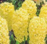 HYACINTH City Of Haarlem HYACINTH City Of Haarlem