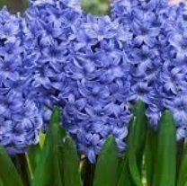 HYACINTH - Delft Blue (13cm Pot With 3 Bulbs) HYACINTH - Delft Blue (13cm Pot With 3 Bulbs)