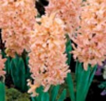 HYACINTH - Gypsy Queen (13cm Pot With 3 Bulbs) HYACINTH - Gypsy Queen (13cm Pot With 3 Bulbs)