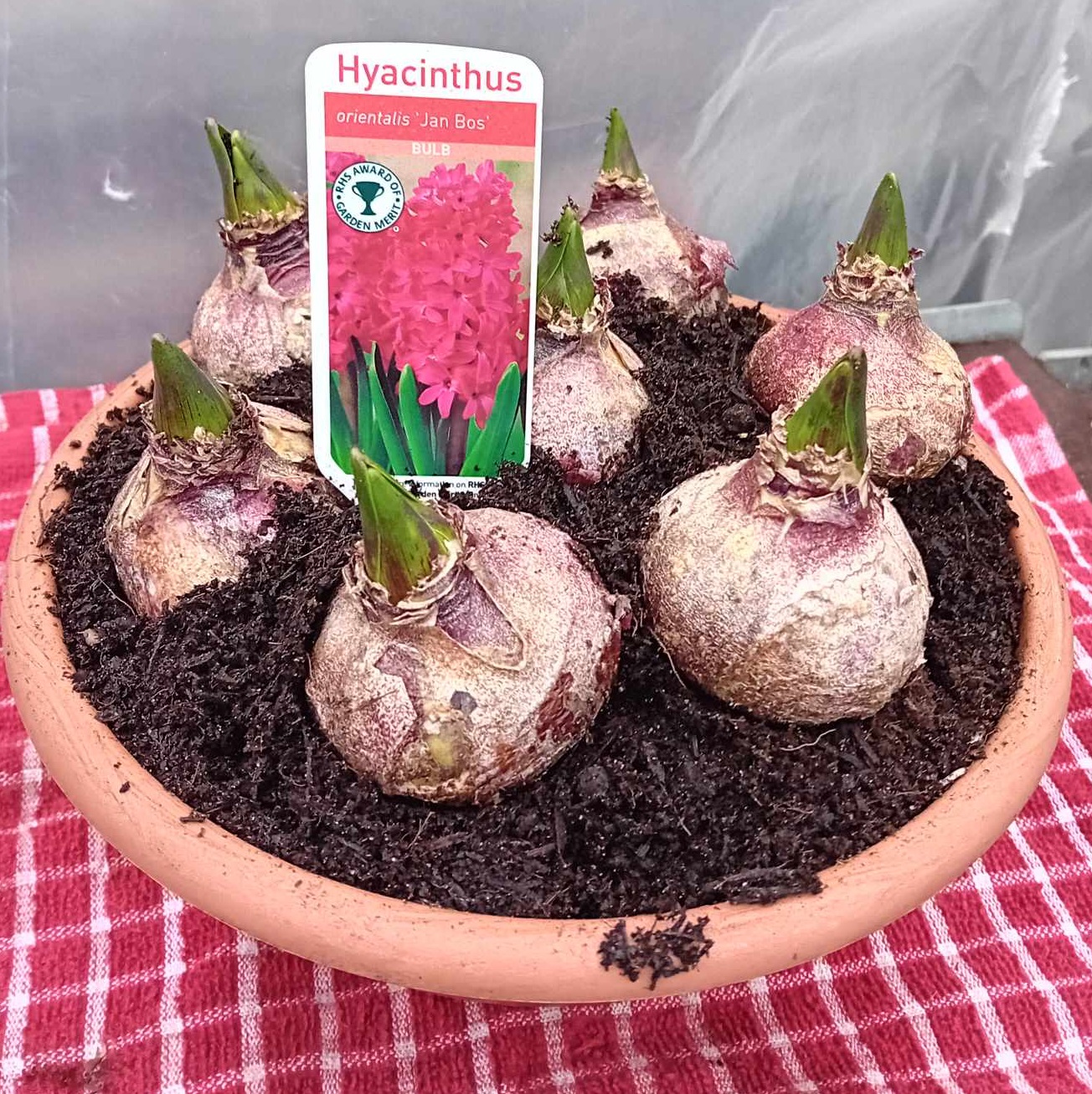 Hyacinth - Random Mix Hyacinth - Random Mix