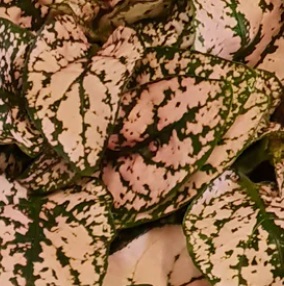 HYPOESTES Confetti Pink HYPOESTES Confetti Pink